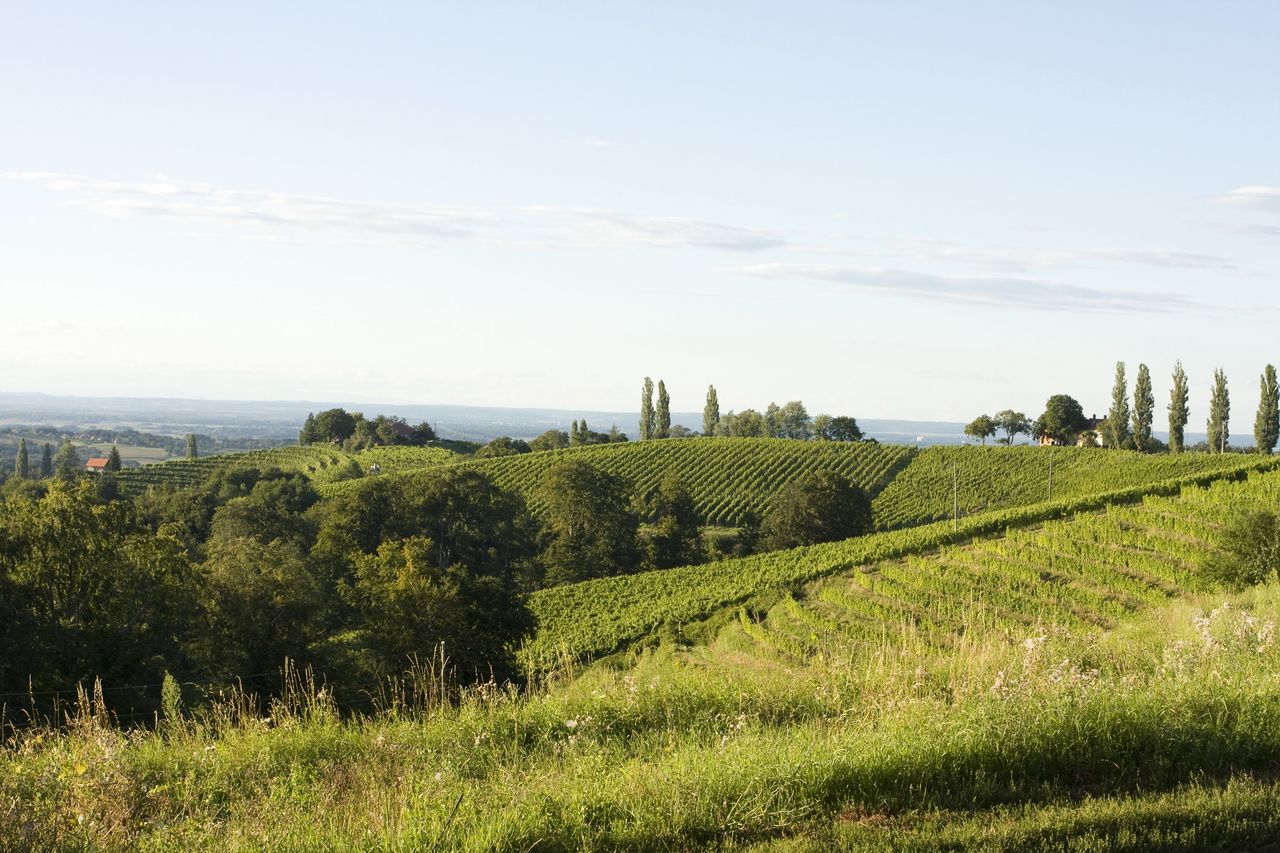 File:Grossmann Film and Wine Festival 2008 Vineyards in Jeruzalem Photo Katja Kodba.jpg