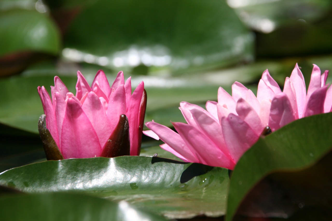 File:Arboretum Volcji Potok 2011 water lilies.jpg