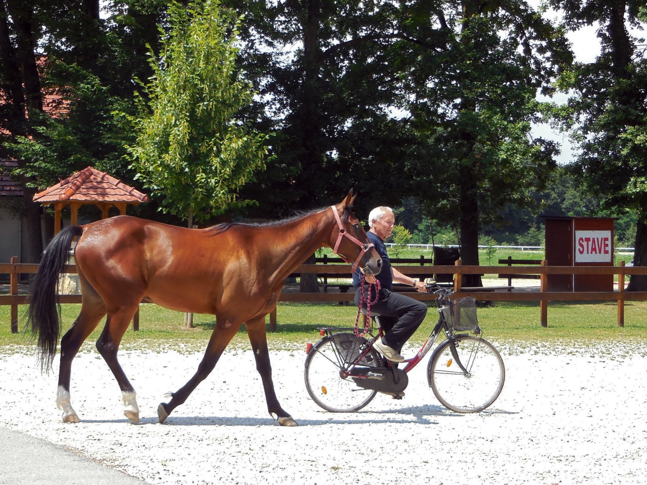 File:Ljutomer Trotter Museum 2014 trotter.jpg