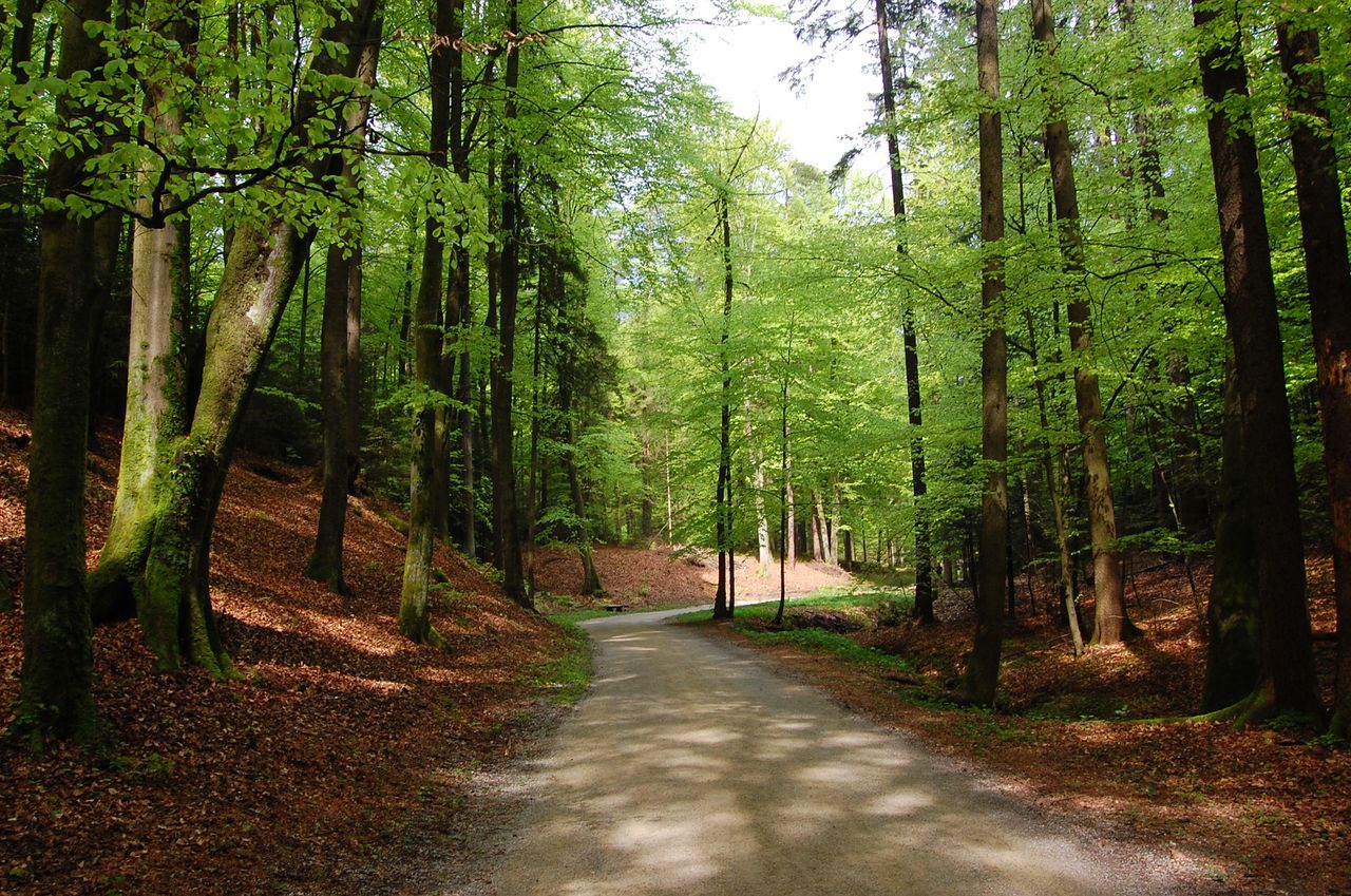 File:Arboretum Volcji Potok 2008 Jelova draga Photo Mihael Simonic.jpg