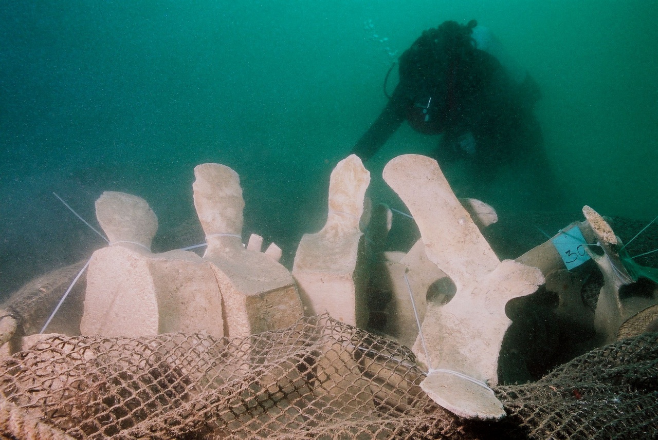 File:Slovenian Museum of Natural History 2011 Leonora 01.jpg