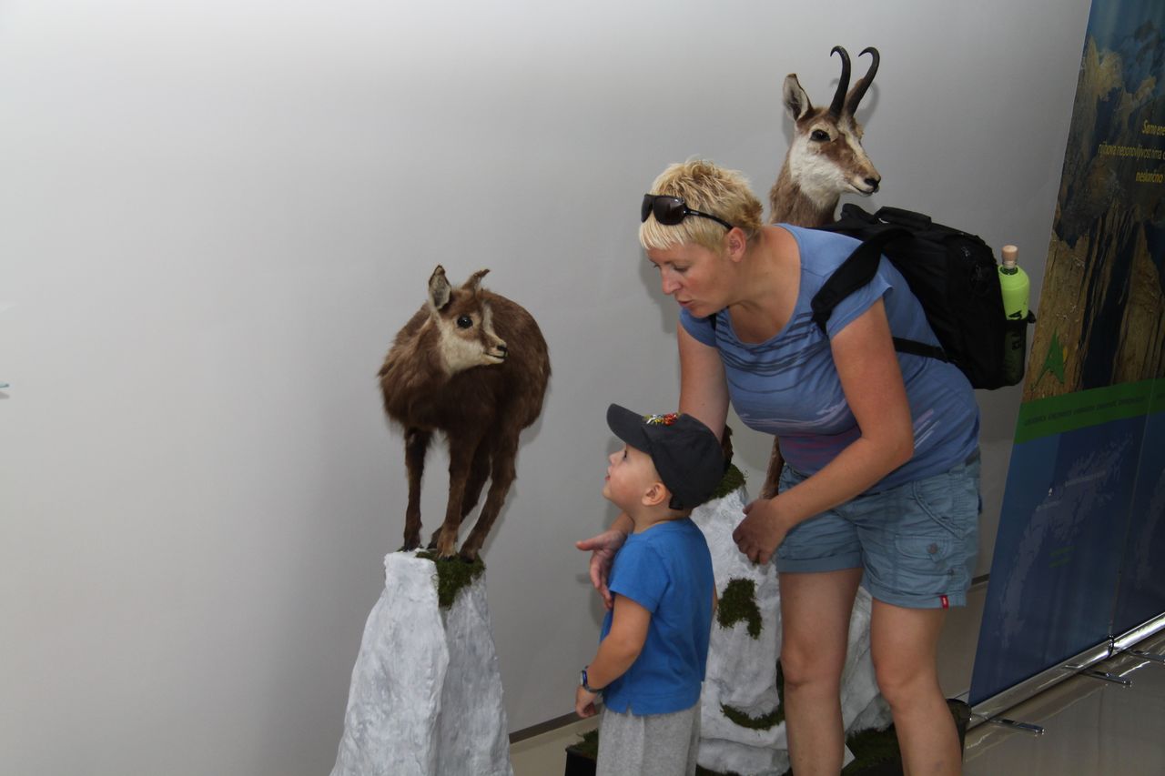 File:Slovenian Alpine Museum 2010 fauna section Photo Miro Erzen.JPG