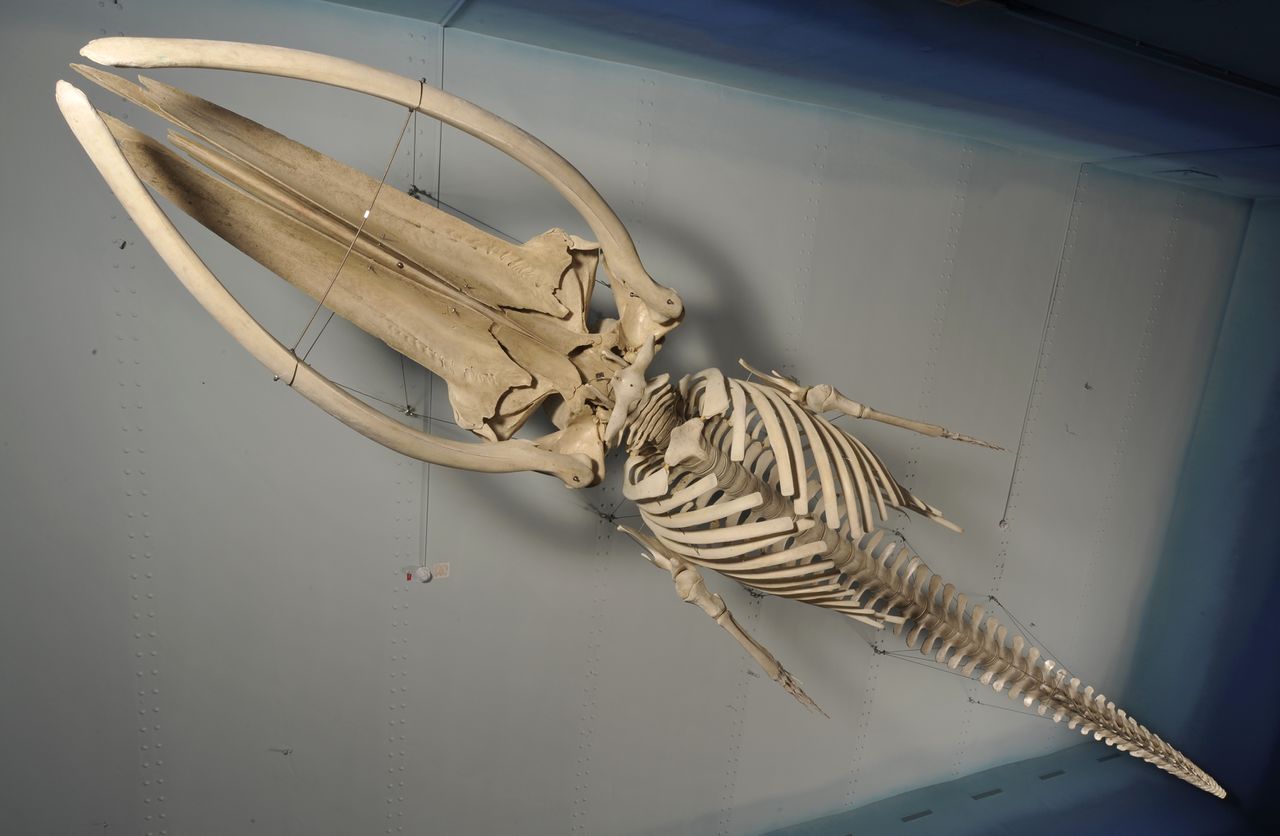 File:Slovenian Museum of Natural History 2011 fin whale skeleton Photo Ciril Mlinar.jpg