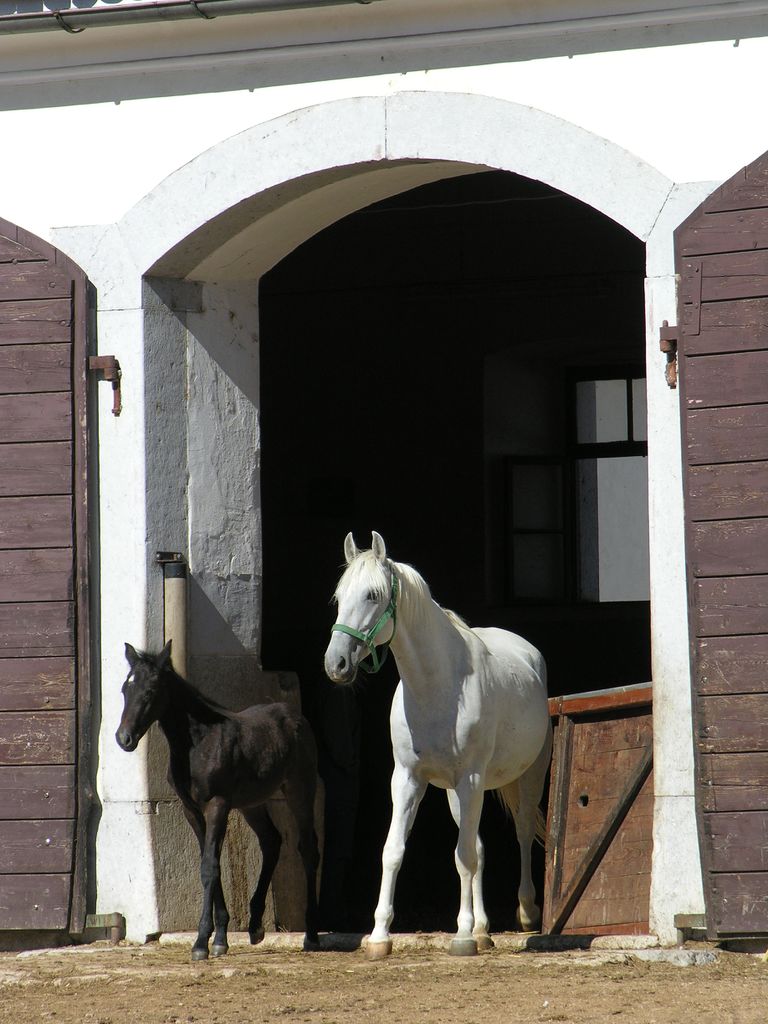 File:Lipica Stud Farm 2005 Lipizzaner horses.jpg