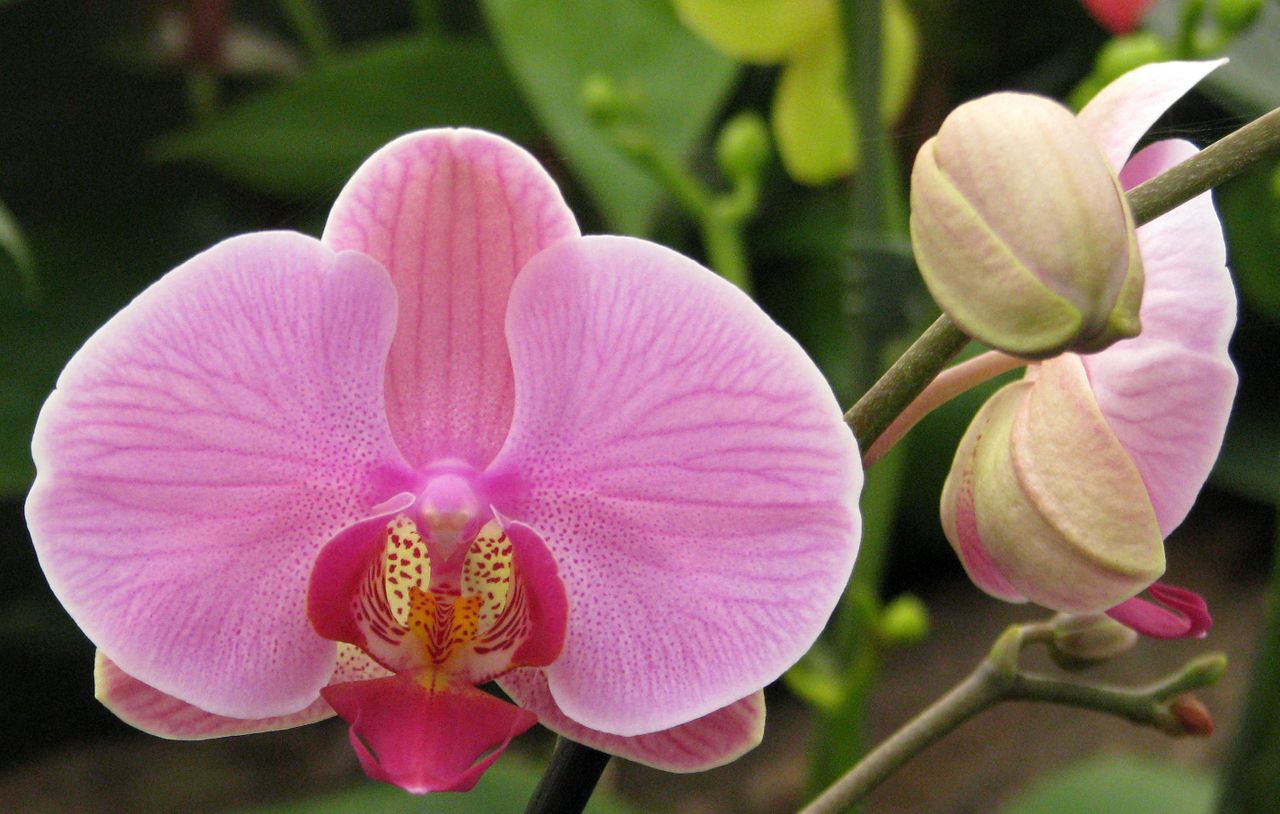 File:Arboretum Volcji Potok 2008 Orchid exhibition Photo Janez Novak.jpg