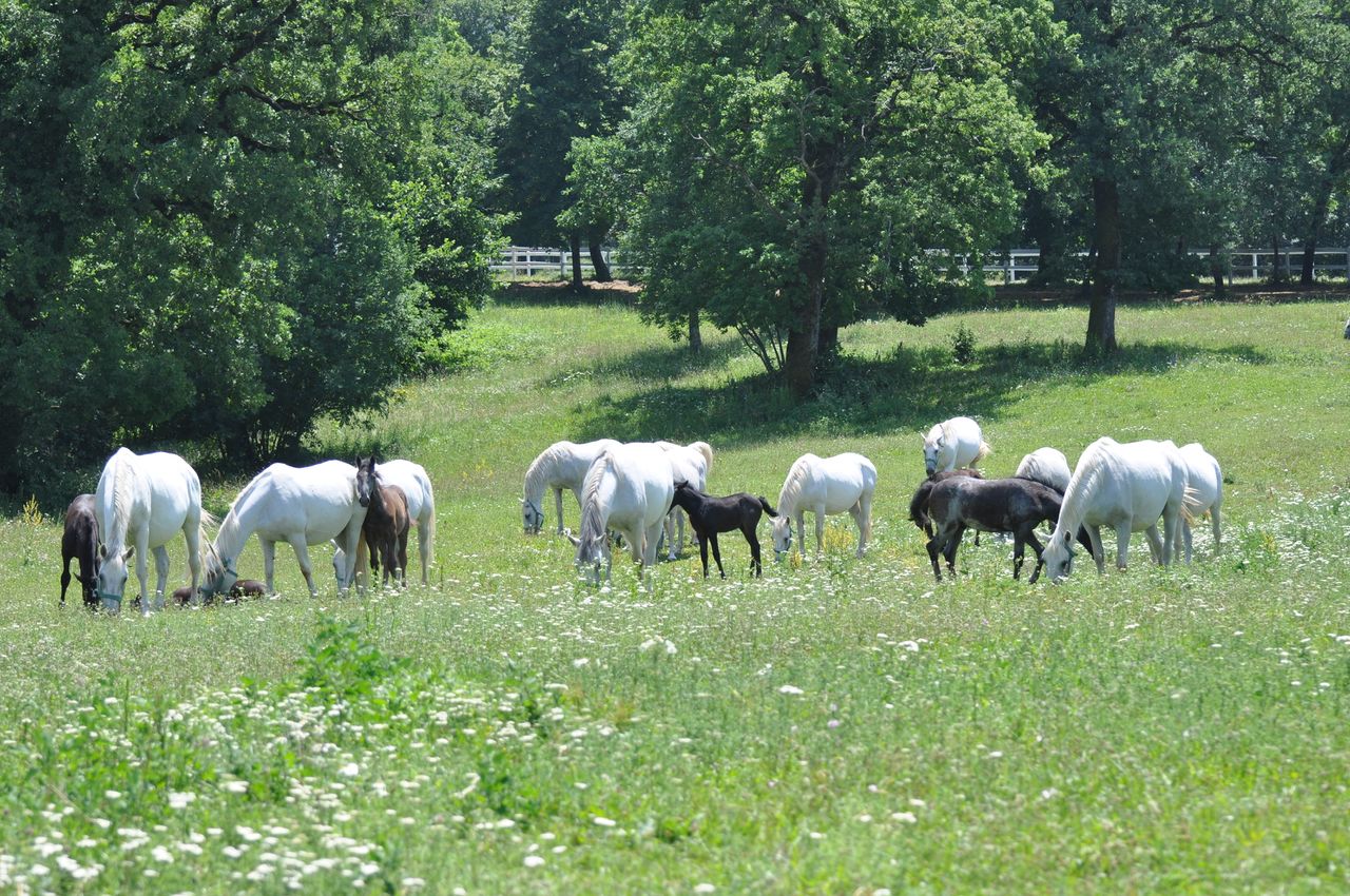 File:Lipica Stud Farm 2011 Lipizzaner horses.jpg