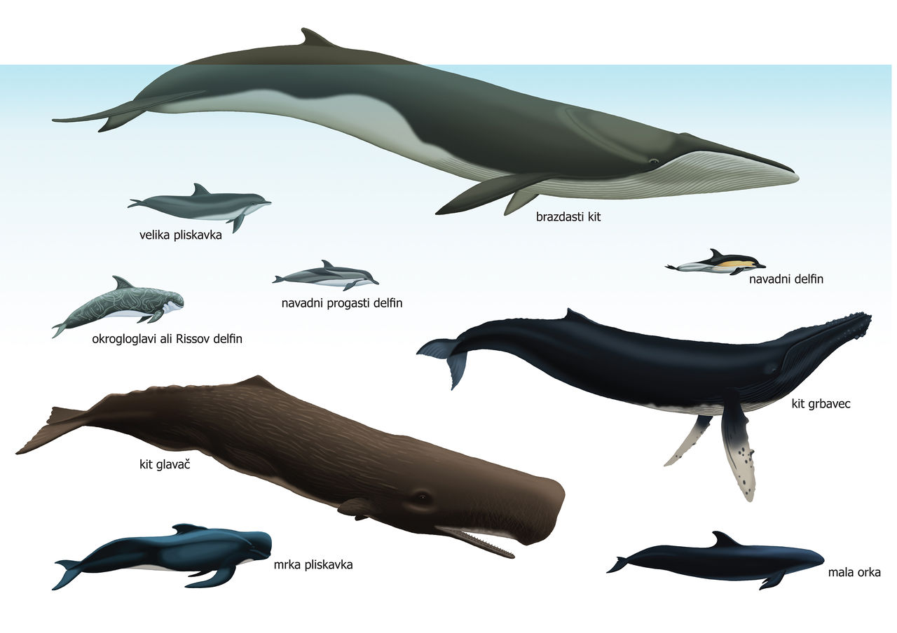 File:Slovenian Museum of Natural History 2011 Whales in Adriatic sea.jpg