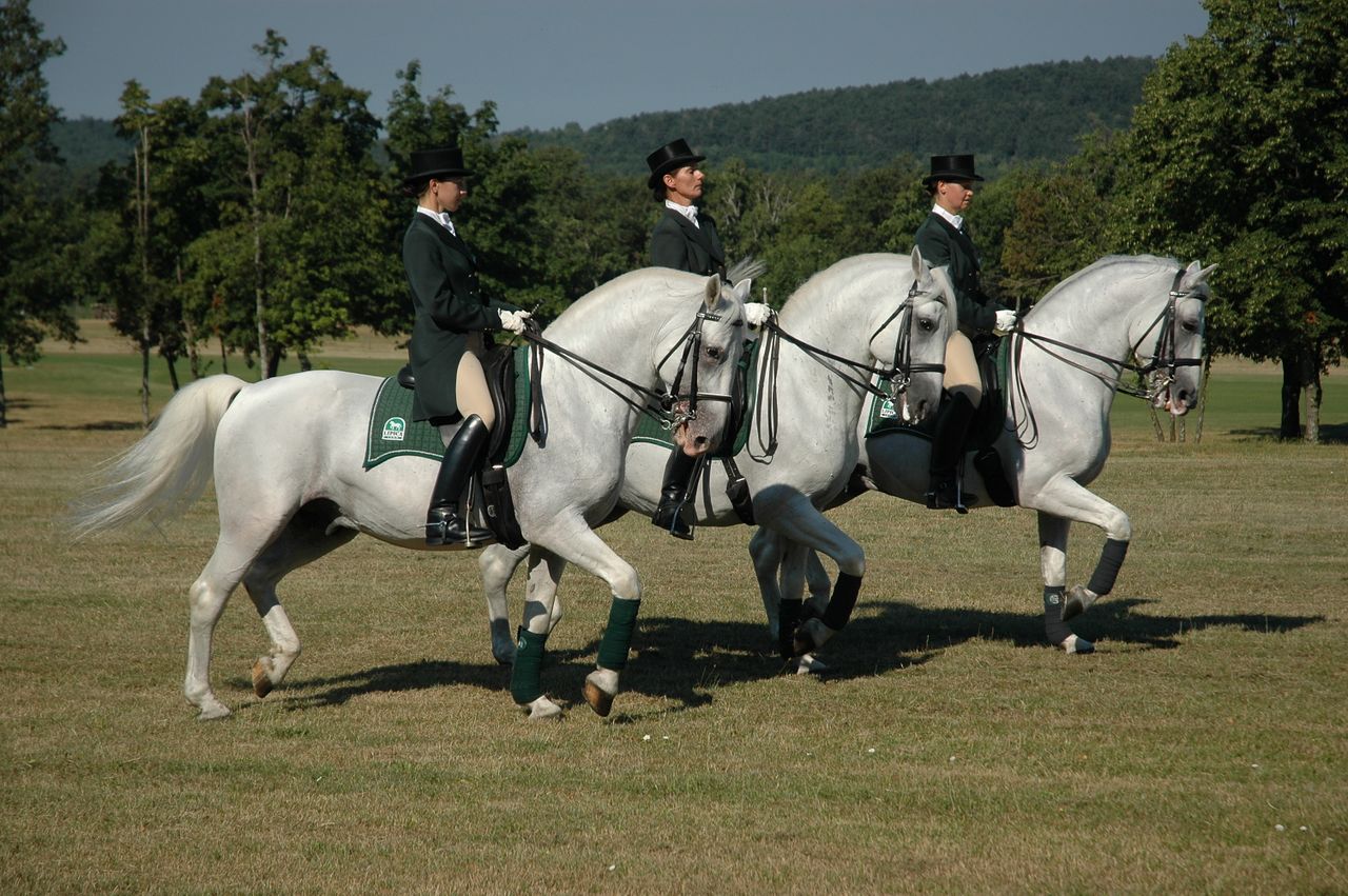 File:Lipica Stud Farm 2008 Classical Riding School Photo Dalibor Gregor.jpg