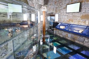 A view of the underwater finds from the archaeological collection, <!--LINK'" 0:33-->, 2020.