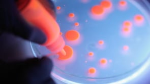 Strictly Analog Ljubljana